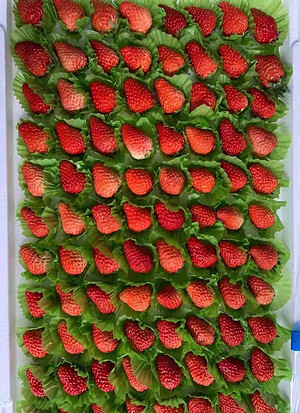 红颜草莓-丹东九九（7排果，4.5斤左右）